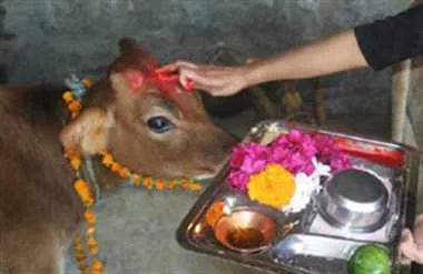 ग्रहों को खुश करने के लिए रंगों के हिसाब से पूजी गई गोमाता