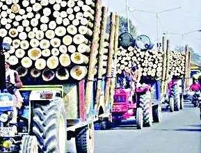 पड़ौसी राज्यों से आ रही लकड़ी ने गिराए दाम