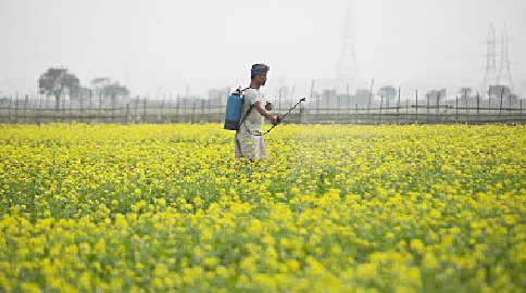 मुसीबत में फंसे किसान, बर्बाद होती फसलें