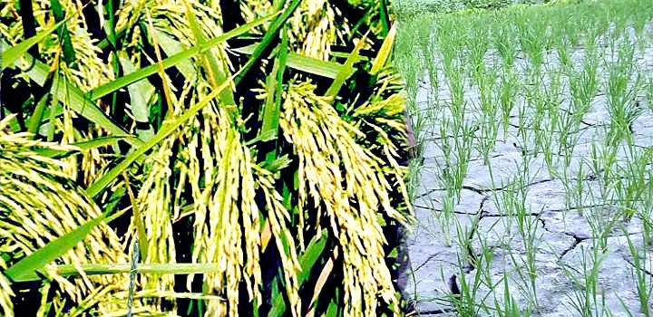 कम खर्च में धान की बेहत्तर पैदावार