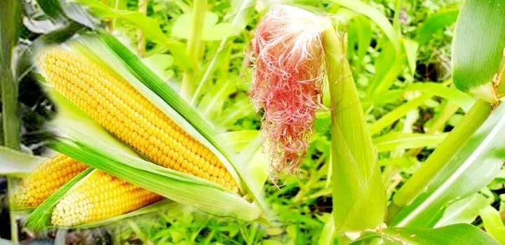 जाने धान, अरहर, मक्का बाजरा की फसलों के बारे में