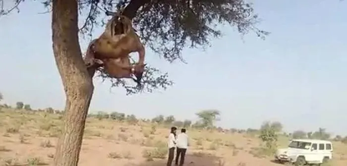 तीन गांवों में हिरण के शिकार, पेड़ पर लटकाए शव