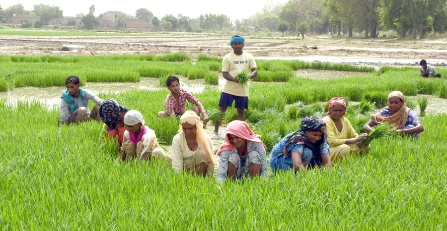 भटिंडा पट्टी में धान रोपाई ने की किसानों की जेब हलकी