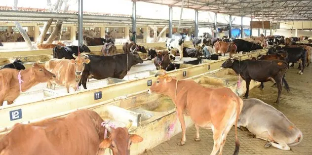 डेयरी, बागवानी क्षेत्र में सहयोग करेगा नीदरलैंड