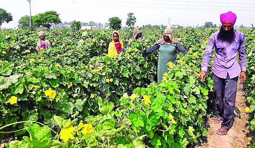 अब सब्जियों पर मंदी की मार