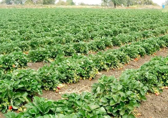 स्ट्रॉबेरी की फसल ने बनाई पहचान