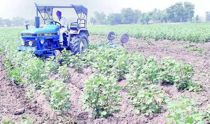 नरमा पट्टी पर सफेद मक्खी ने बरपाया कहर