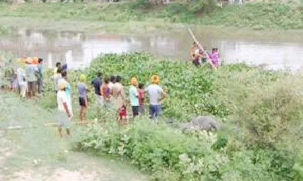 ड्रेन में तेज पानी में बही 64 भैंसे