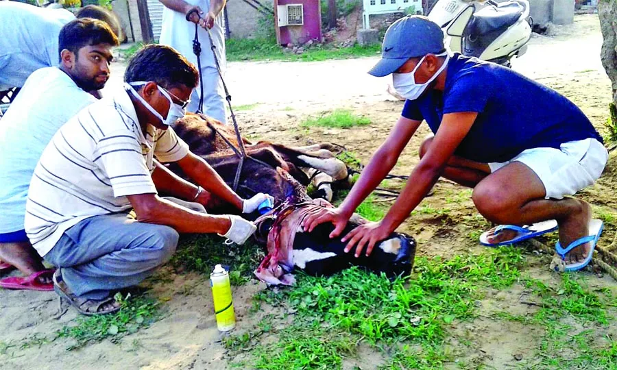 बेसहारा पशुओं के रक्षक बने डेरा श्रद्धालु