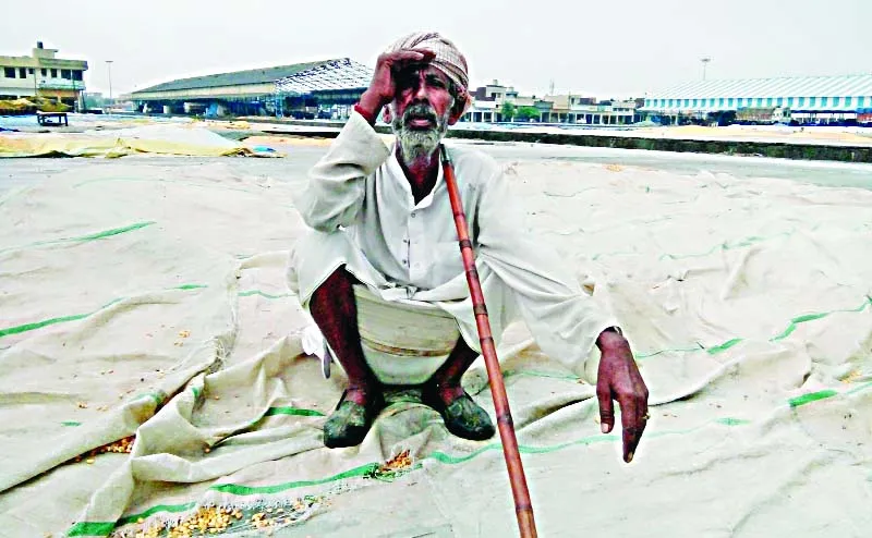 बरसात से हजारों एकड़ धान की फसल डूबी