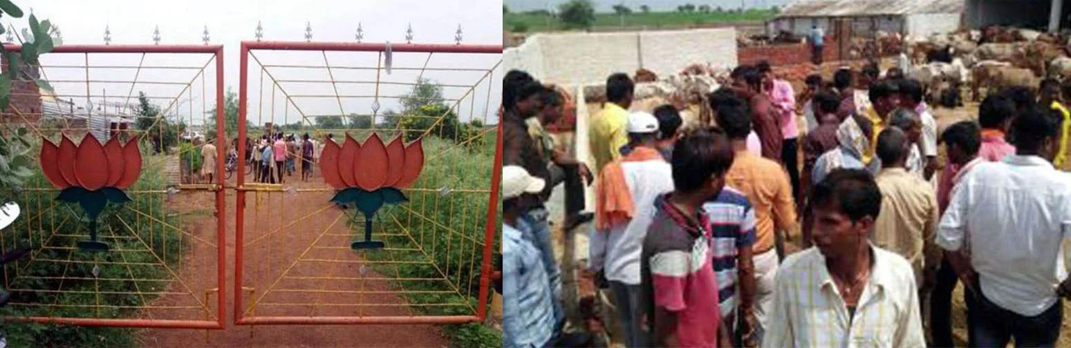 BJP नेता की गौशाला में 30 गायों की मौत, BJP नेता गिरफ्तार