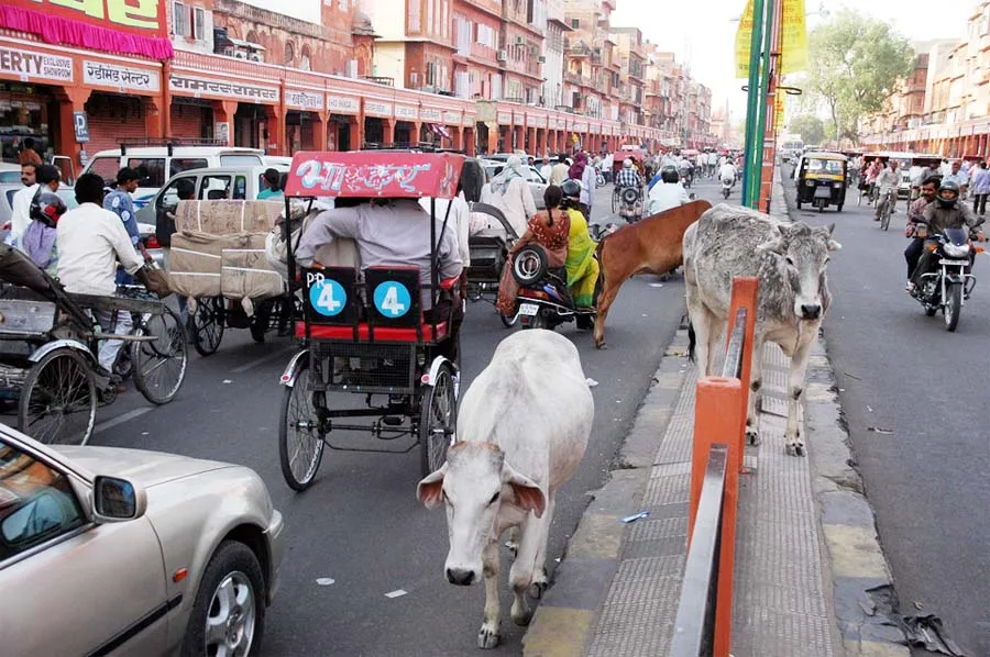 गौरक्षा को बनाया जाए सामाजिक मुद्दा