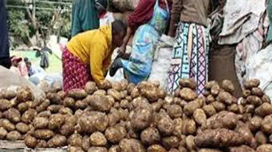 कम पैदावार से आलू के दाम बढ़े, किसानों को राहत