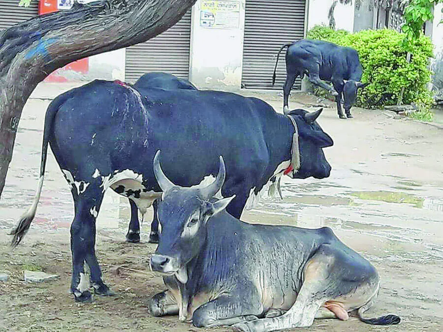 आवारा पशुओं ने 2 लोगों को उतारा मौत के घाट, कई घायल