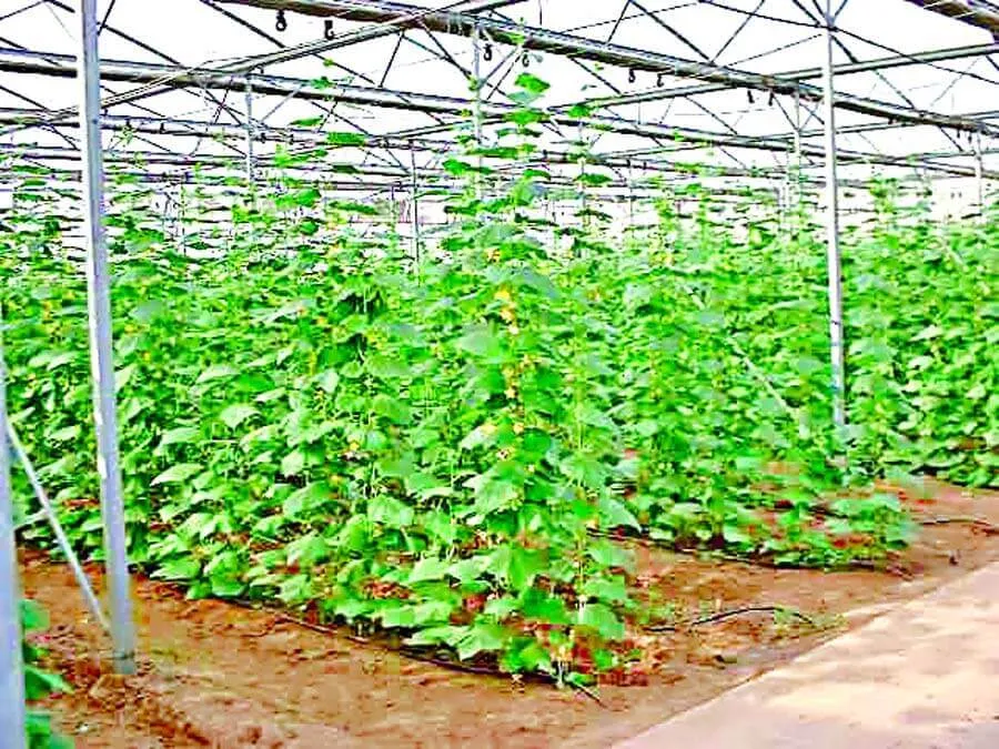 टमाटर के लिए फायदेमंद तो बेल वाली फसलों के लिए हानिकारक है गर्मी