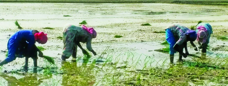 धान की रोपाई के लिए प्रवासी मजदूरों की कमी, महिलाओं ने संभाला मोर्चा