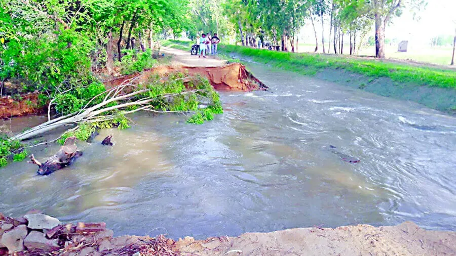 कालूआना माईनर टूटी, 150 एकड़ में खड़ी नरमा व ग्वार बर्बाद