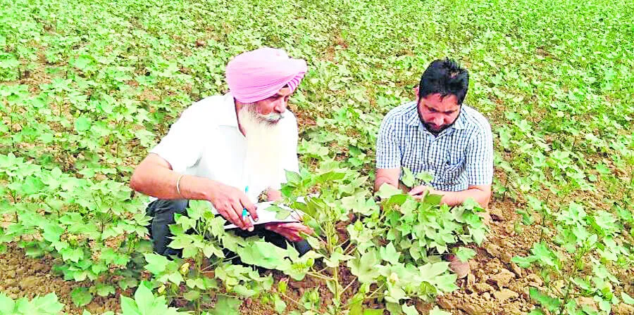 ‘नरमे में अभी न करें कीटनाशक दवा का छिड़काव’