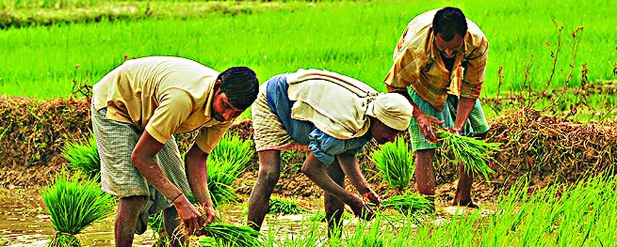 चाहिए अगर बेहतर पैदावार तो इस तरह रोपित करें बीज