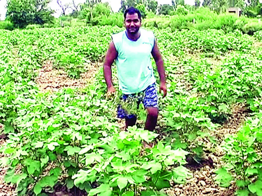 भिवानी में इस बार कपास की बम्पर पैदावार के आसार