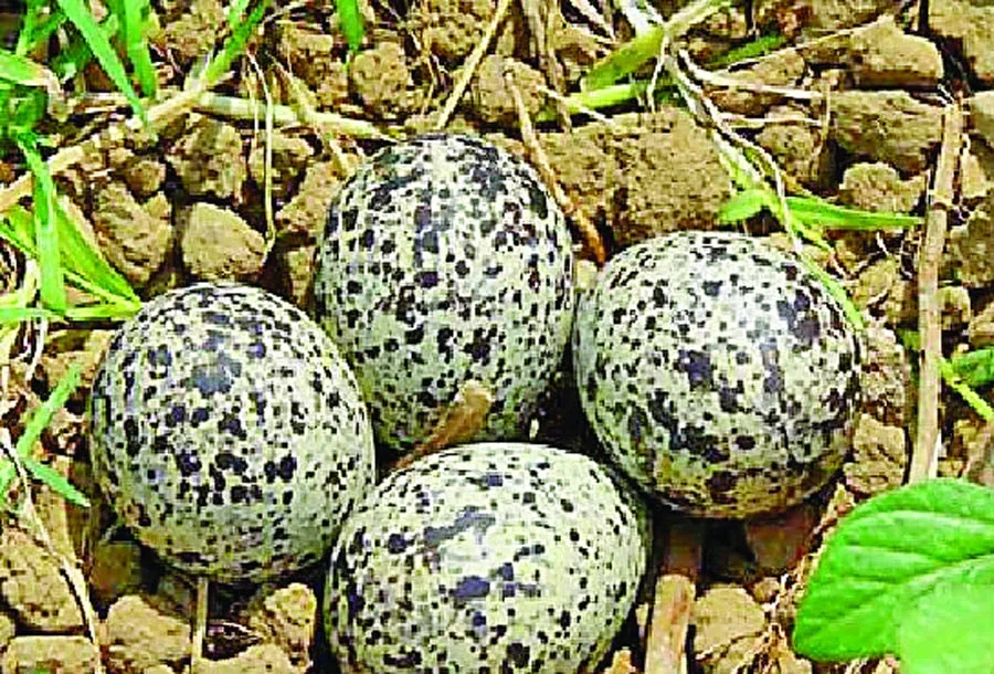 मासूम बच्ची पर पंचायत का कठोर फरमान