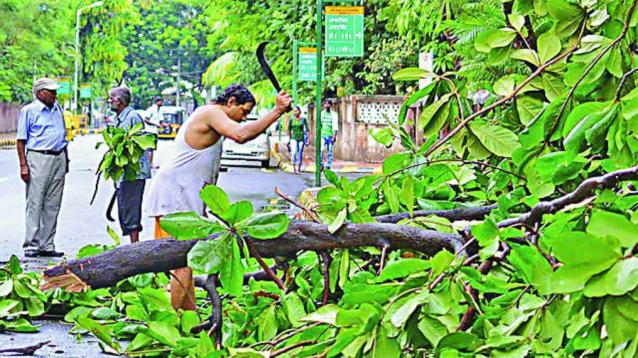 पेड़ों को बचाने में दिल्ली का उदाहरण