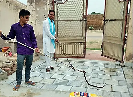 वर्षा में निकले सांपों को पकड़ कर सुनसान जगह पर छोड़ा