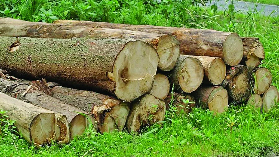 नजदीकी क्षेत्रों में बड़े स्तर पर हो रही वृक्षों की कटाई