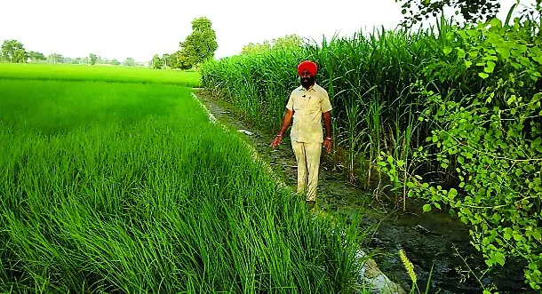 आर्गेनिक कृषि कर अच्छा लाभ कमा रहा किसान जसवंत सिंह थिंद