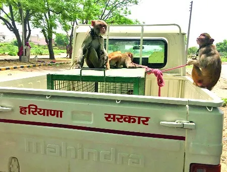 बंदरों को बोरियों में बंधक बना जुल्म ढहा रहे थे मदारी