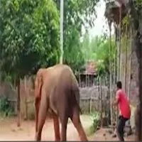 हाथी ने ग्रामीण को कुचला, सीमा विवाद के चलते 18 घंटे मौके पर पड़ा रहा शव
