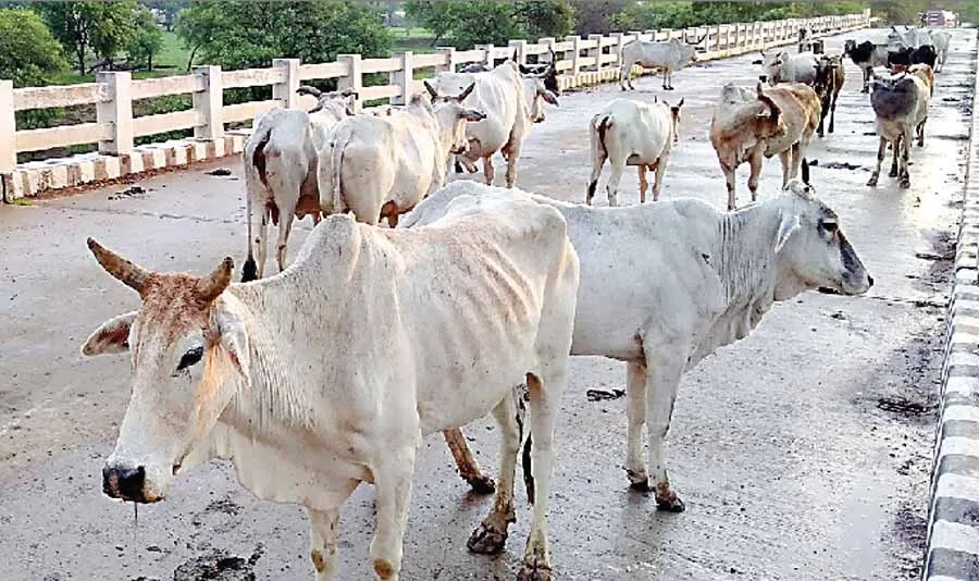 26 जनवरी तक आवारा पशु मुक्त होगा हरियाणा