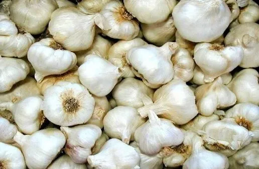किसानों के नाम से व्यापारियों ने करोड़ों की लहसुन किसान केन्द्रों पर बेचा