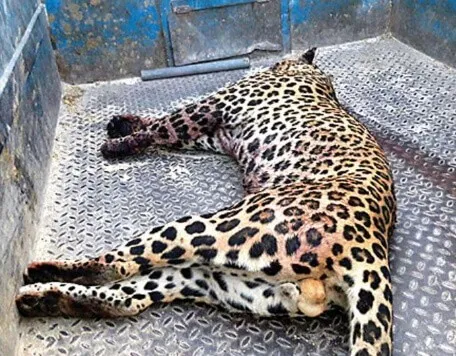 गुजरात में वाहनों की टक्कर से दो तेंदुओं की मौत