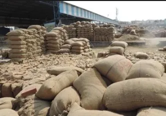 पंजाब में 58 लाख टन से अधिक धान की खरीद
