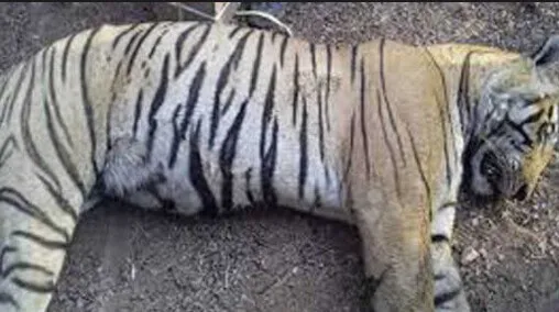 सरिस्का अभयारण्य में बाघ की मौत