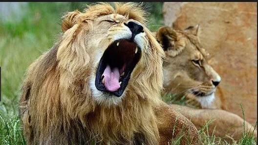 गुजरात में शेर ने मछुआरे का किया शिकार