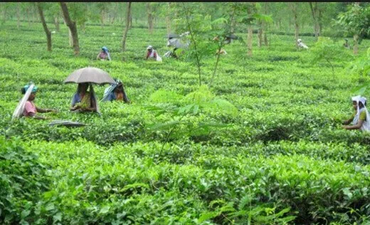 बंगाल में दो चाय बागान बंद