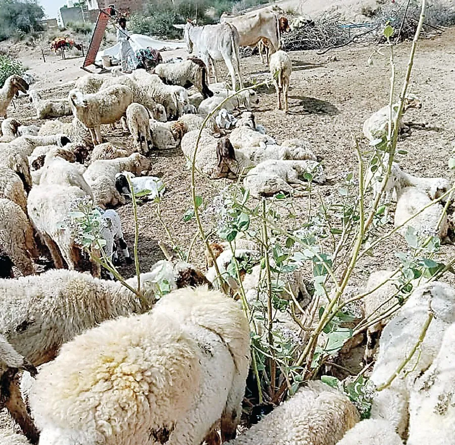 फूड पॉयजनिंग से 25 भेड़ों की हुई मौत