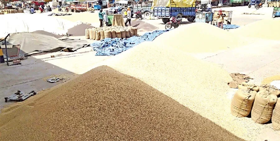 गेहूं की चमक फीकी होने से सरकारी खरीद रूकी