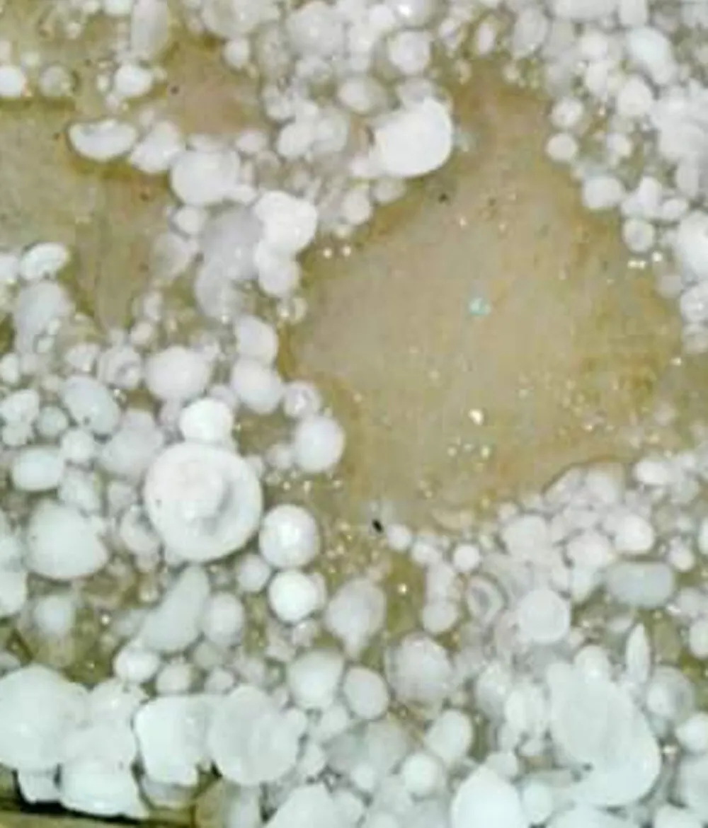 इलाके में अनेक स्थानों पर बरसात के साथ बरसे ओले