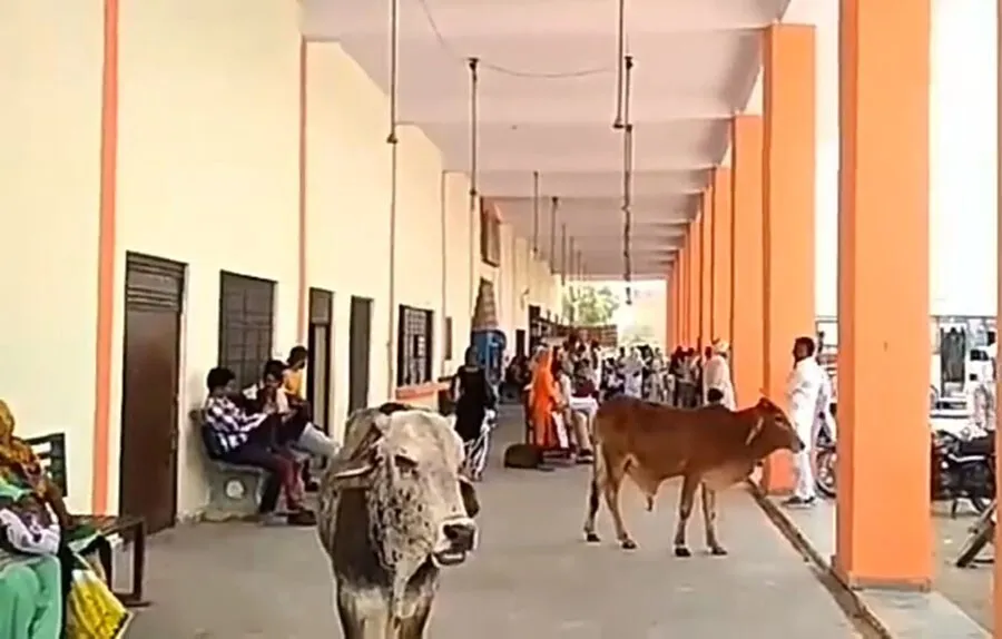 बस स्टैंड में निराश्रित गौवंश का जमावड़ा