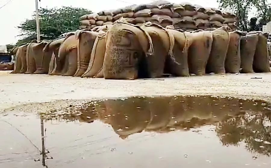 अल सुबह मूसलाधार बारिश में भीगी किसानों की गेहूं