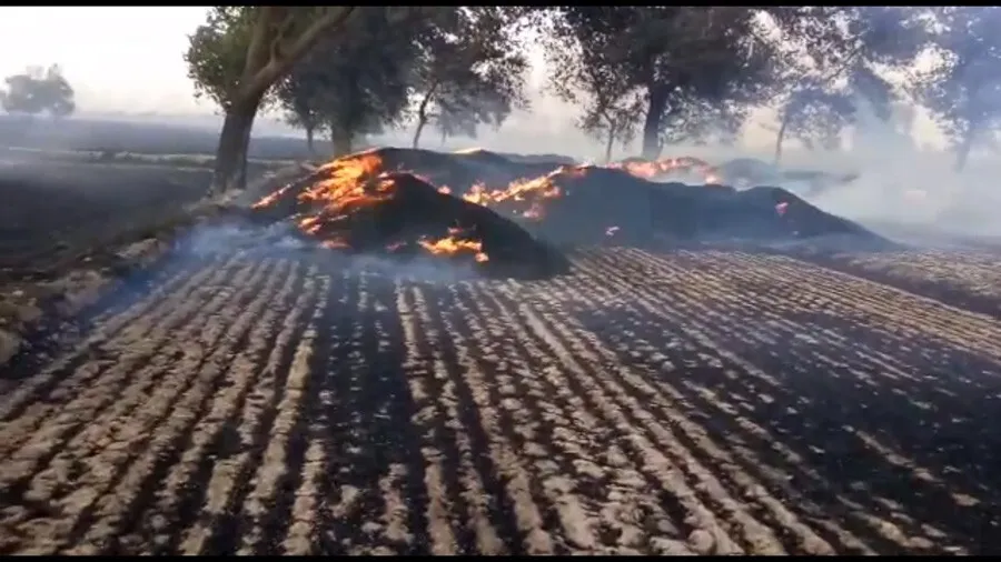10 बीघा गन्ना की फसल व सैंकडों बीघा में पशुचारा बनाने के लिए पड़ा गेहूं स्वाह