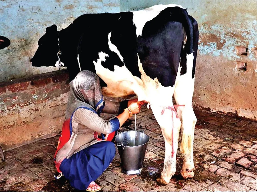 गजब:16 माह की बछिया तीन महीने से दे रही 10 किलो दूध