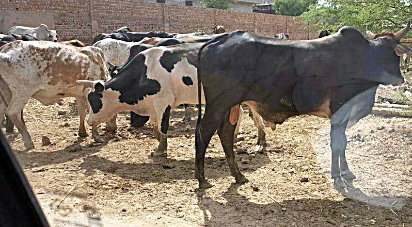 छाया की तलाश में भटकता बेसहारा पशुधन