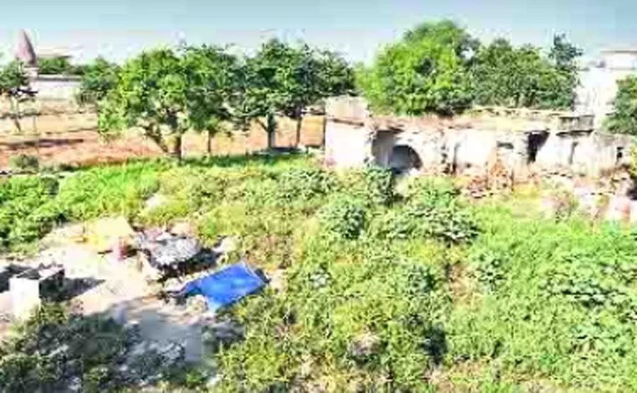 बरसाती मौसम : धरा को मिलेगी 1.50 लाख पौधों की सौगात