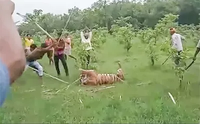 बाघ की माबलिंचिंग और वन्यजीव कानून