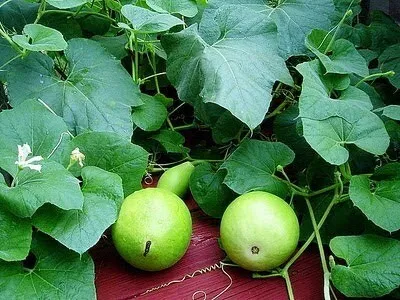 कद्दू वर्गीय सब्जियों से कमाएं भारी मुनाफा