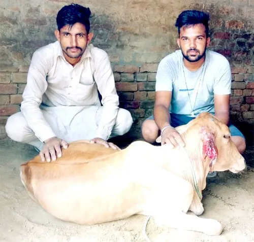 बेजुबानों का सहारा बना विरेंद्र सिंह इन्सां, बांट रहा दर्द